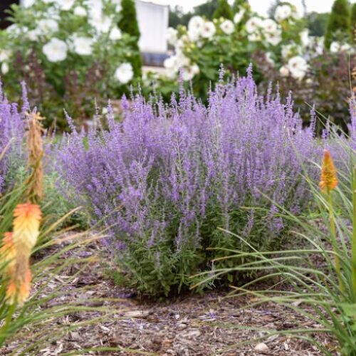 Russian sage for the flower garden